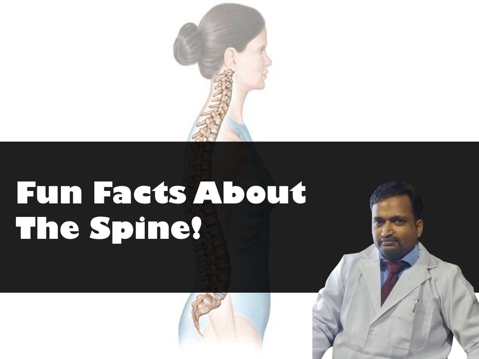 Fun Facts About Spine