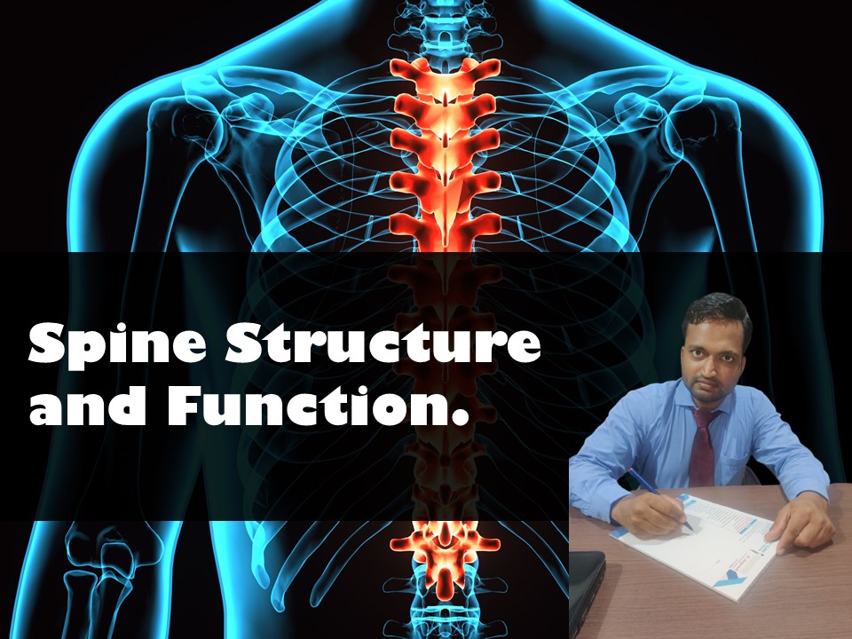 Spine Structure and Function